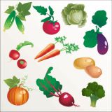 ภาพเวกเตอร์ - ผักประเภท ต่างๆ ( สามารถ ดาวน์โหลดภาพประกอบ ได้ฟรี)---Different Kinds of Vegetables Vector Stock Set Illustrations (Free Download Illustrations)